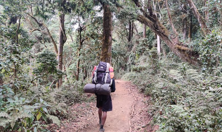 Ascension du Kilimandjaro : Voie Lemosho