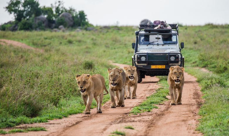 Les Grands Parcs de Tanzanie en Safari Express