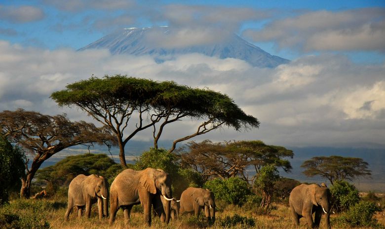 Package safari et Zanzibar 