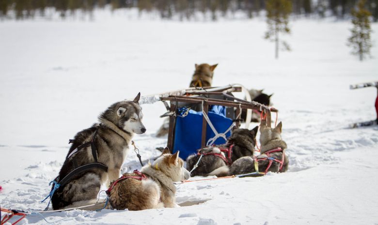 Chien de traineau, motoneige & évasion en Laponie