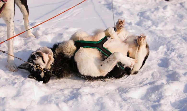 Raid motoneige & chien de traineau en Laponie