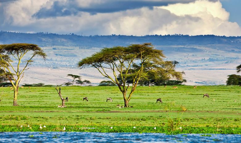 Safari en famille au cœur des parcs du Kenya