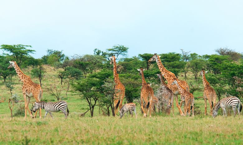 Le Kenya à deux, entre safaris et détente à Diani Beach