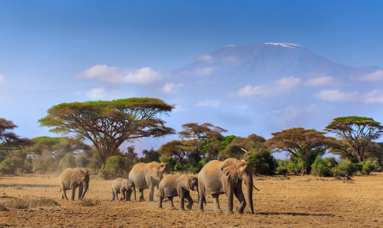 Safari express au Kenya dans les parcs de l'Est