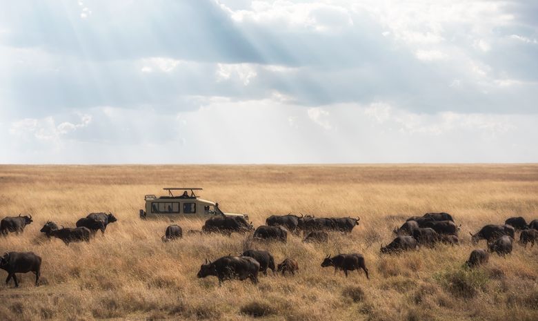 Safari privé dans les grands parcs de la Tanzanie du nord 