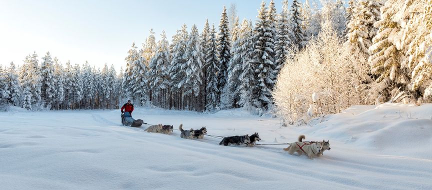 Séjour musher en Laponie Suédoise 